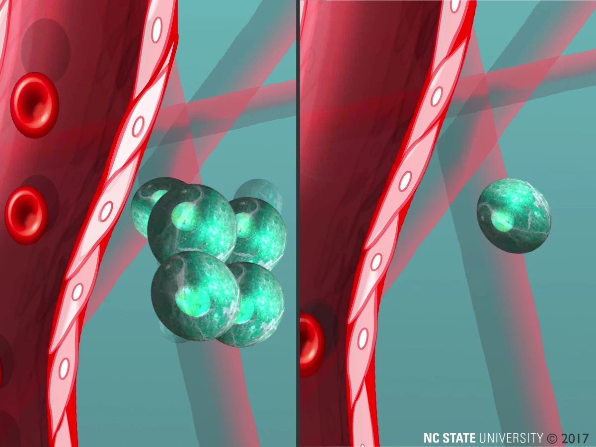 Conceptual animation illustrating tumor cells traveling and exiting circulation as a group.